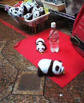 panda.jpg